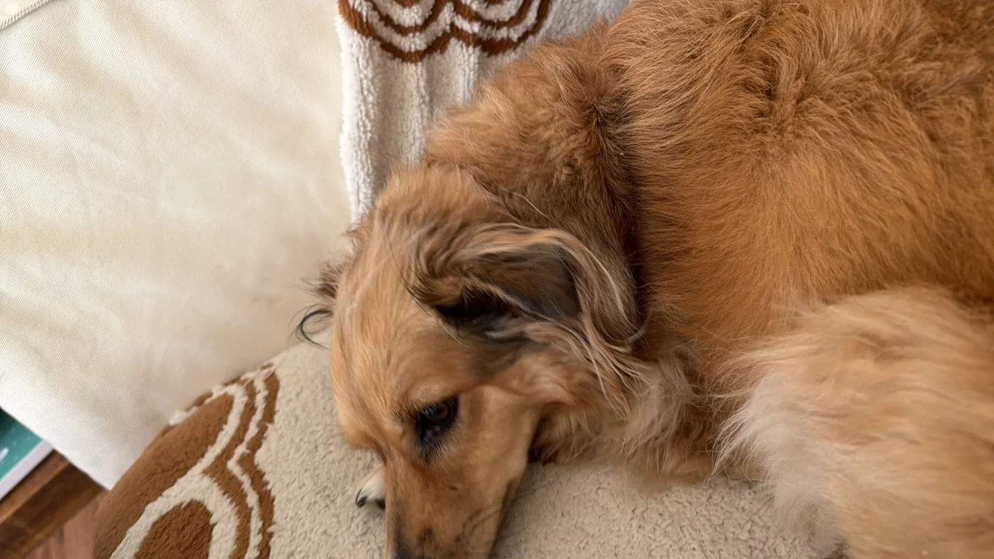 Perro real descansando en casa