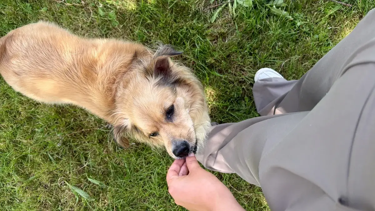 Perro atendido con calma durante una interacción al aire libre