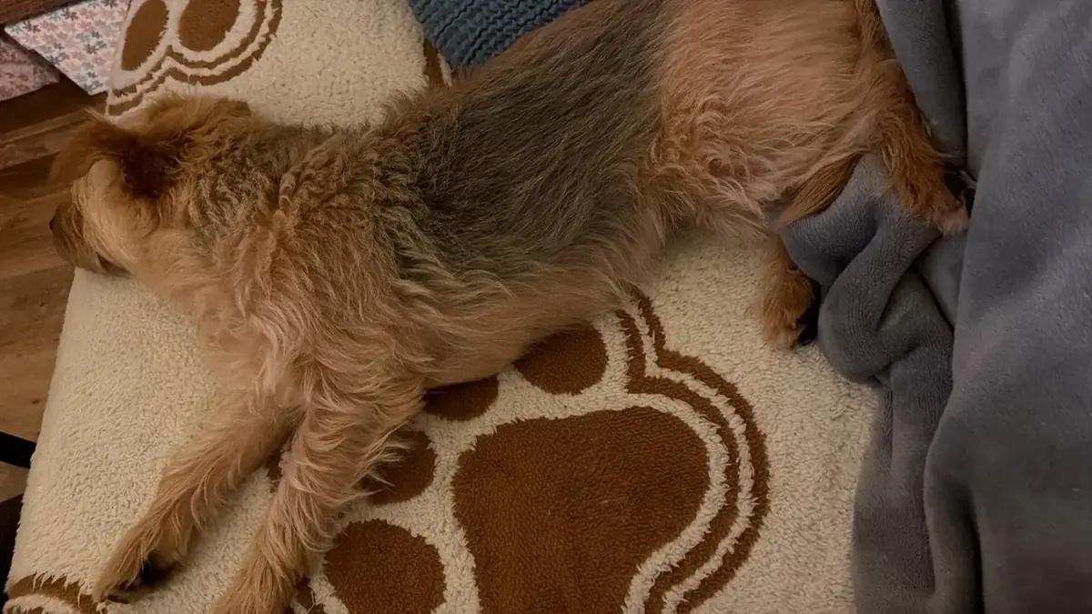 Perro descansando tranquilo durante su cuidado