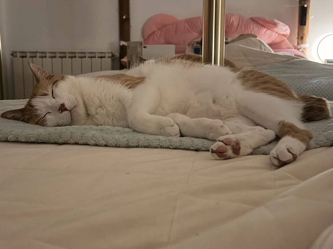 Gato descansando en casa durante una visita