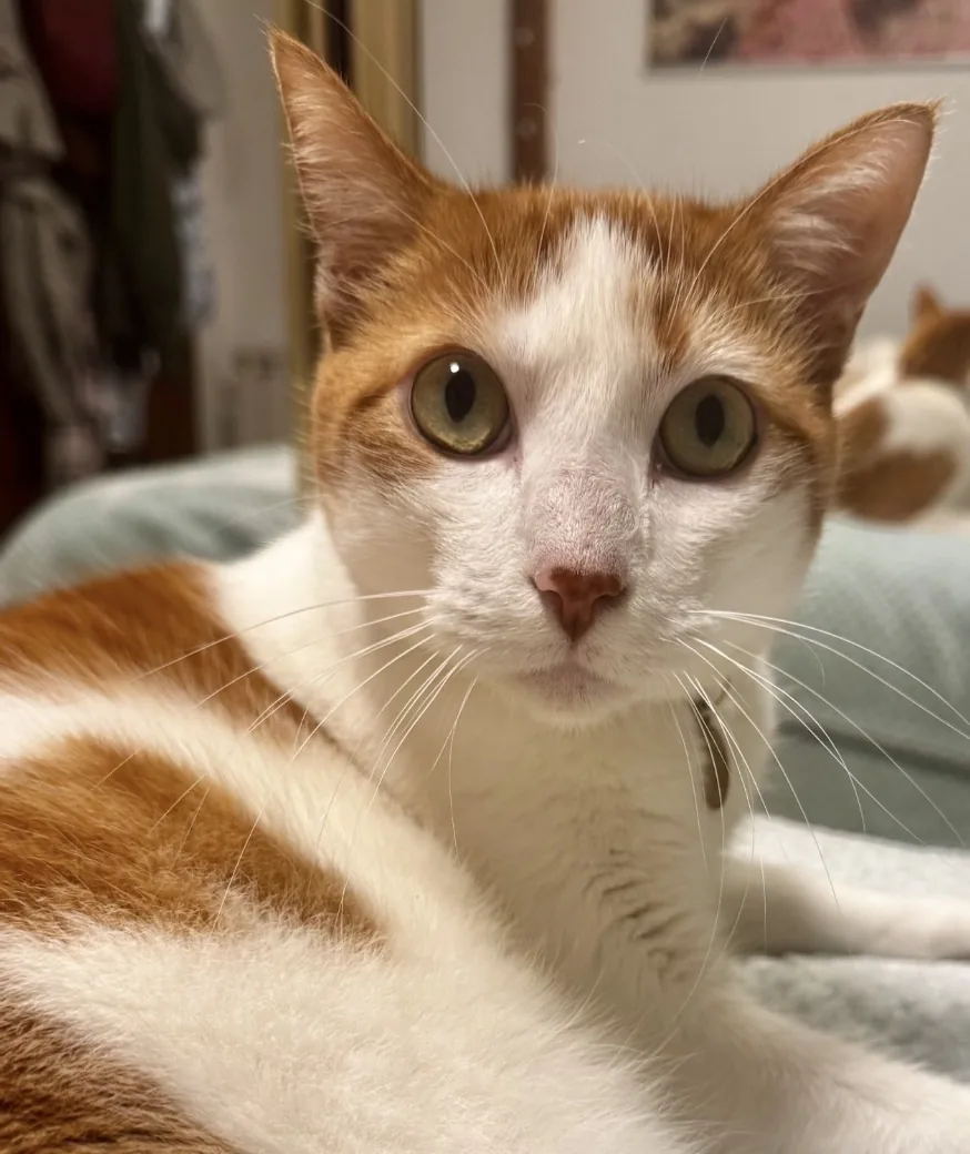 Gato tranquilo durante una visita a domicilio