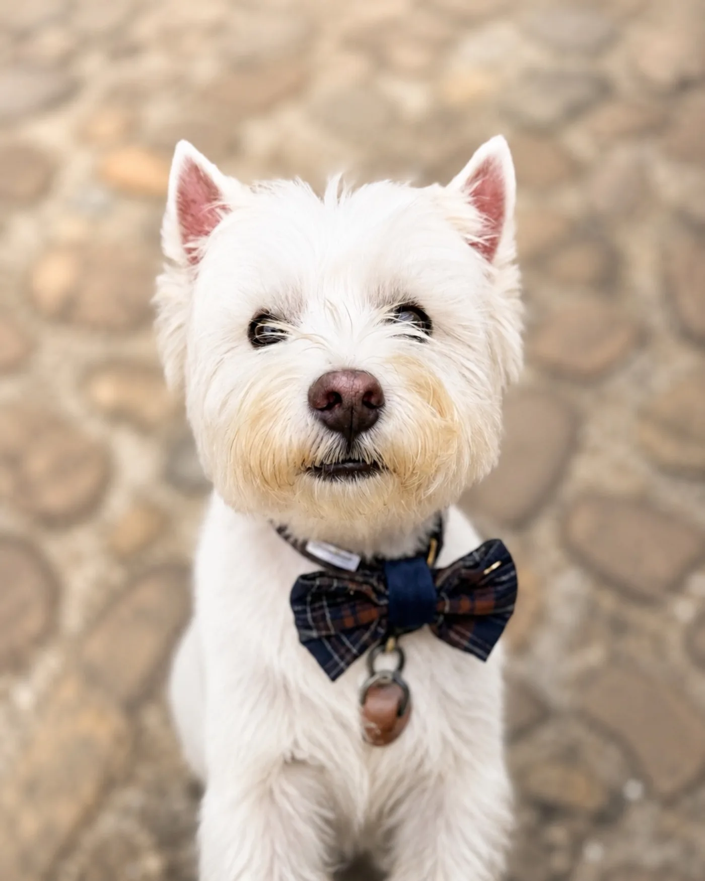Bartok con detalle de boda